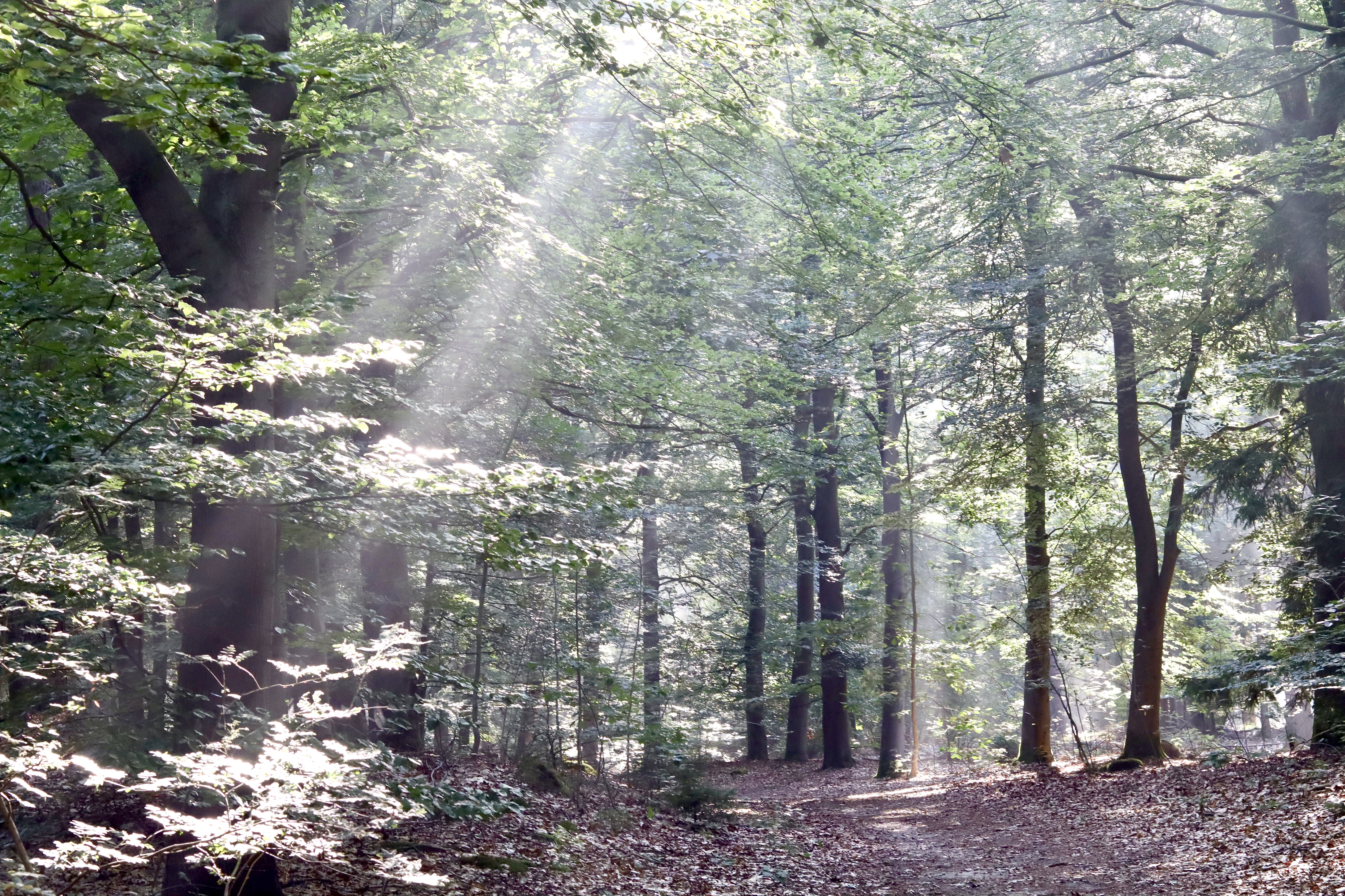 Afbeelding bij blog: Omgeving Borger